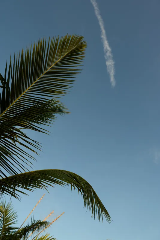 Bright tropical scene with palm fronds framing a clear blue sky, warm sunlight and a breezy atmosphere, outdoor nature photography, serene vacation mood, minimal composition.