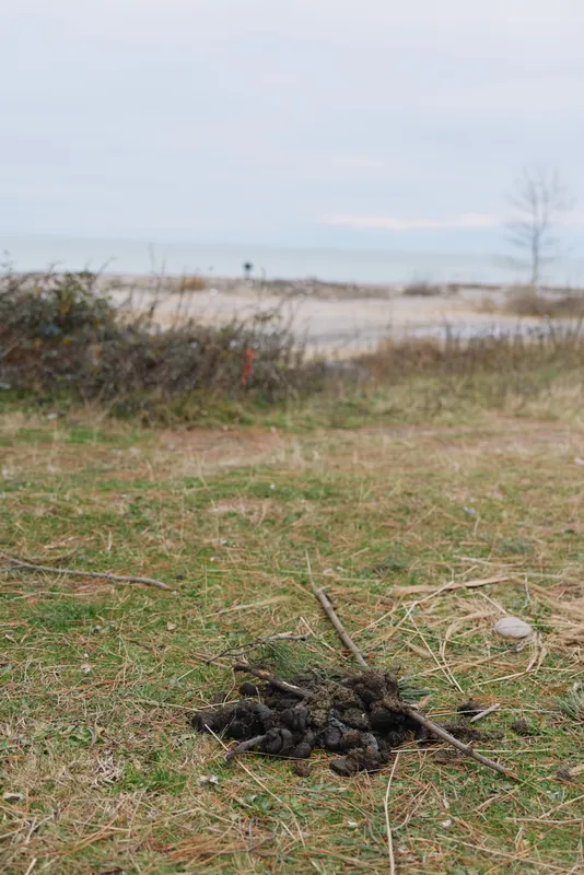 Campfire on a windswept beach outdoors, with grass in the foreground and a small firepit built from driftwood, capturing quiet nature and rugged landscape under a cloudy sky