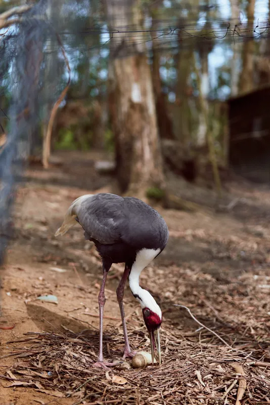 Crane bird egg nest forest nature wildlife adult foraging with beak and longlegs on ground among leaves and trees, closeup portrait showing feathers, red head and feeding behavior in woodland habitat.
