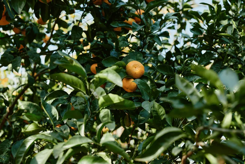 Citrus fruits on a lush orange tree amid dense green leaves sunlight filtering through branches a peaceful garden scene highlighting nature and harvest