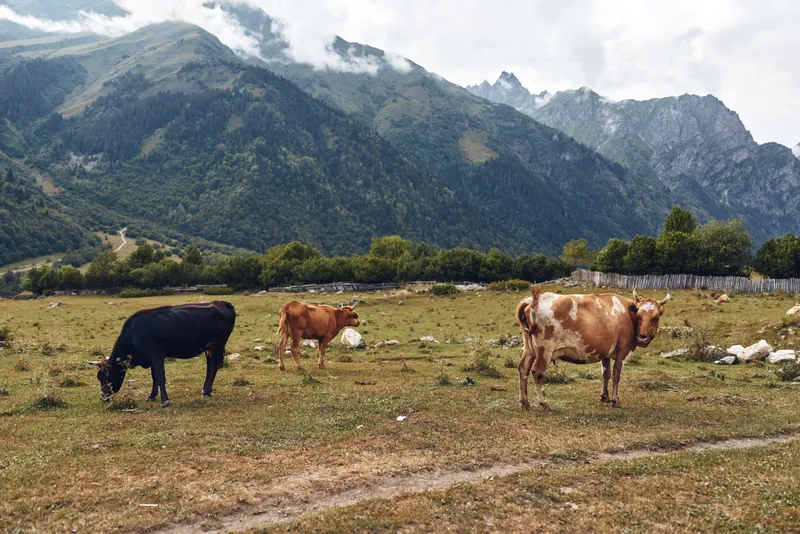 Cows grazing on mountain meadow pasture with distant peaks under cloudy sky