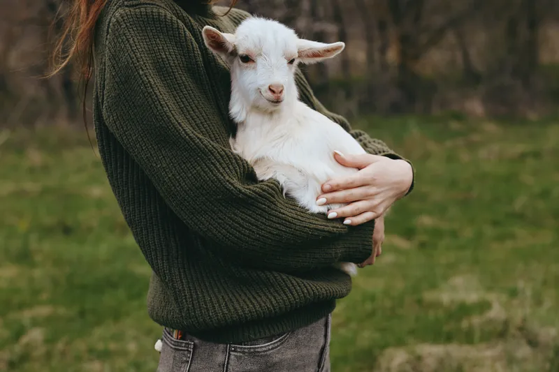 Cheerful outdoors scene, a woman in a dark sweater cradling a friendly goat kid, sunlit grass and calm countryside creating a warm, relaxed lifestyle moment.