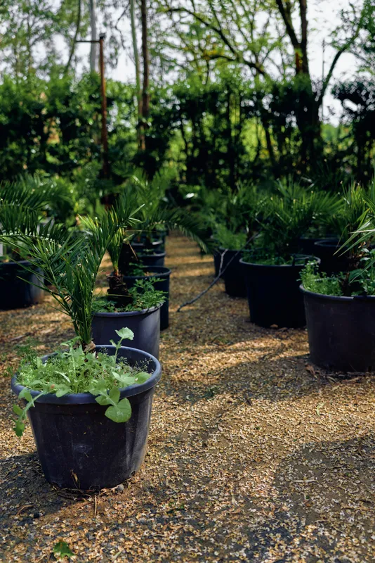 Nursery potted plants seedlings in black containers on gravel path, greenhouse garden setting with young palms and foliage, rows of planters for cultivation and landscaping.