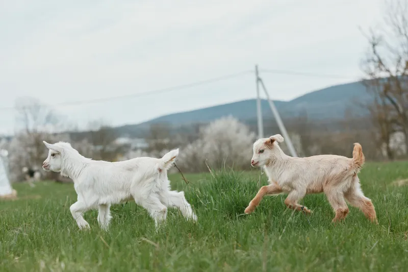 Two young goats sprint across a sunlit meadow in a rural pasture, capturing playful energy and a simple countryside lifestyle against distant hills and a bright sky for calm, natural scene.