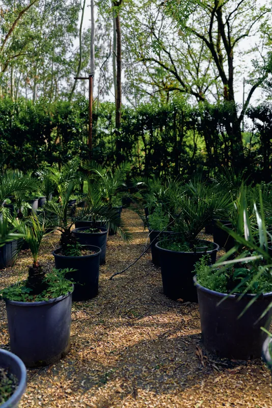 Potted plants in a nursery with seedlings in black pots along a gravel walkway, garden saplings under tree canopy, outdoor horticulture scene showing soil, care and cultivation.