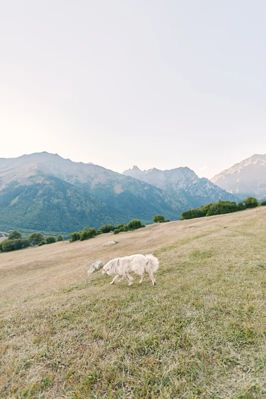 Sheep meadow mountains grazing field countryside pasture nature showcase a serene alpine landscape, two white sheep feeding on green grassy slope at sunrise with distant peaks.