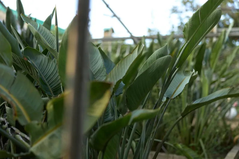 Tropical leaves, green foliage, garden plants, closeup: lush broad-leaf bird-of-paradise foliage in a private urban garden, morning light and dew highlighting textured natural patterns.