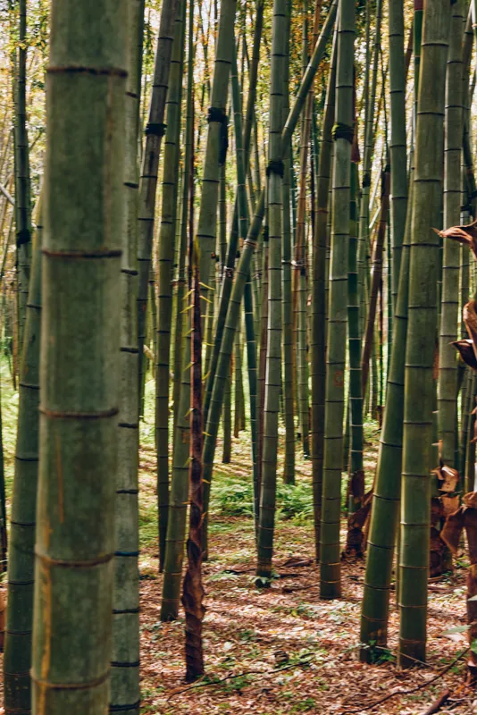 Bamboo forest grove with tall green trunks and slender stalks in natural woodland. Vertical bamboo trunks create a dense peaceful nature scene with leaf litter and filtered light.