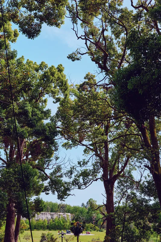 Trees and foliage frame a clear sky and highlight nature, grass and forest in a sunlit park scene, sunlight filtering through canopy onto an open meadow and distant treeline.