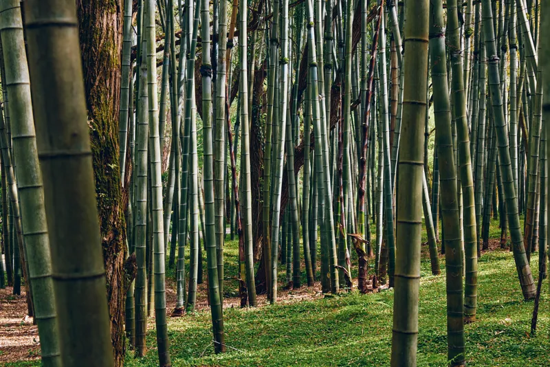 Bamboo forest grove with tall bamboo trunks and dense foliage, green nature scene with narrow trees, mossy grass floor and serene woodland atmosphere for landscape photography.