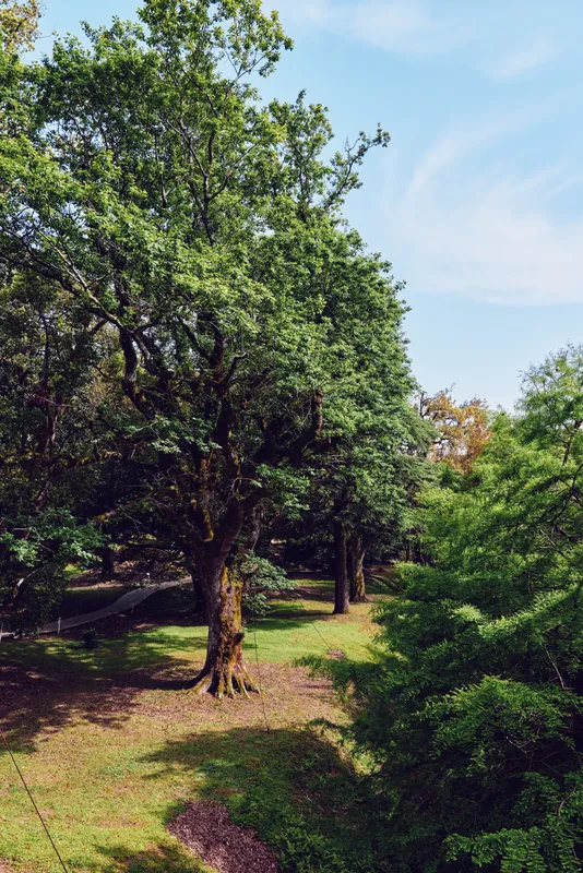 Trees and forest in a sunlit park with green foliage, grass and shaded paths, nature scene offering peaceful summer landscape for outdoor recreation and tranquil walking.
