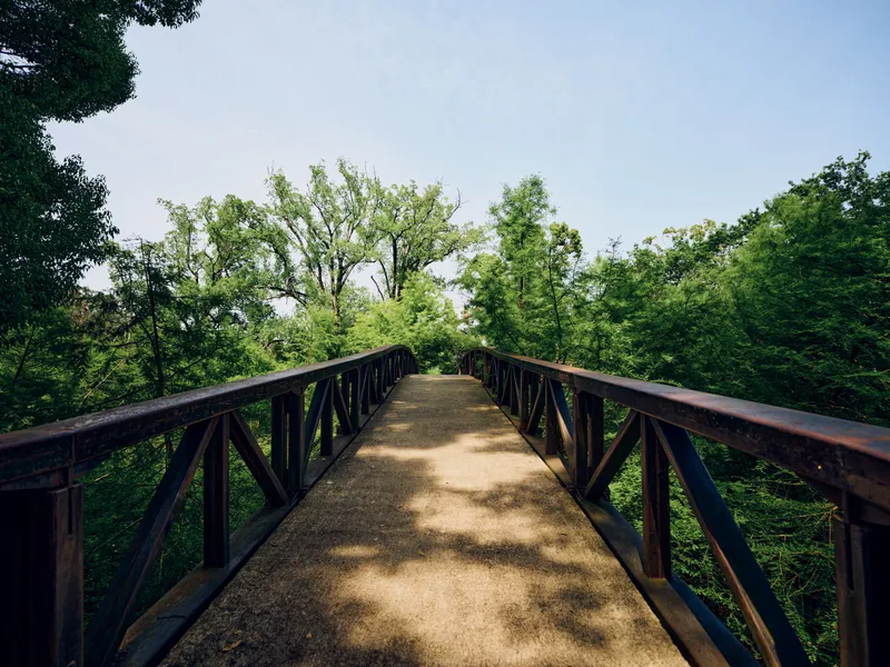 Bridge wooden walkway path through forest and trees with sunlight on rails, peaceful nature scene. Elevated footpath with timber planks leading into green canopy and shadows.