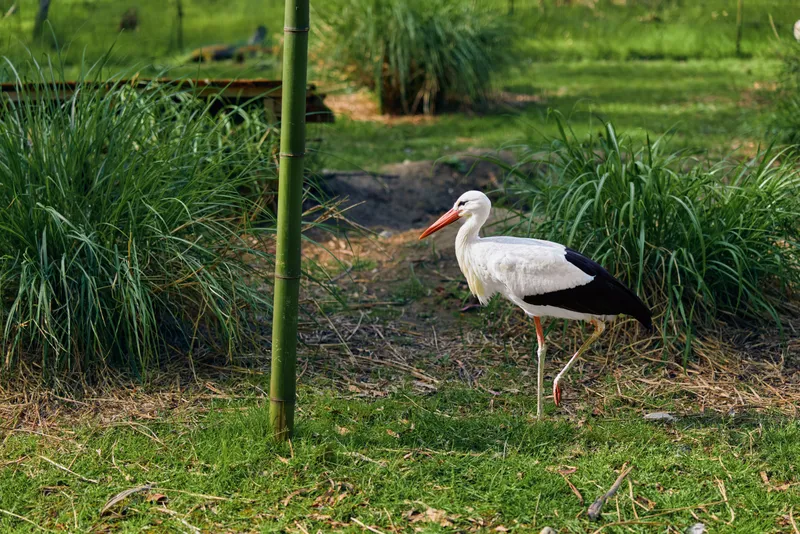 Stork bird white beak legs grass nature wetlands: white stork standing on grassy park edge, long red beak and slender legs visible, solitary wading bird with black wing tips in natural habitat.
