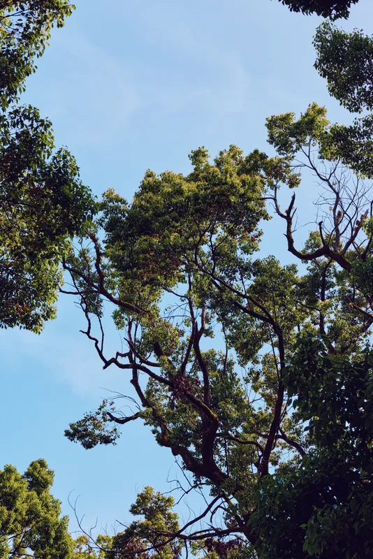 Trees treetops leaves sky nature green canopy and branches against clear blue sky, sunlight filtering through foliage in a tranquil outdoor forest scene with fresh leafy texture and peaceful