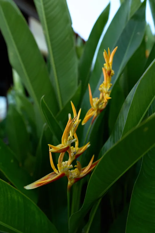 Close-up of a tropical plant with orange yellow flowers among glossy green leaves, highlighting vibrant garden flora, natural light, and a calm, fresh mood perfect for nature lovers