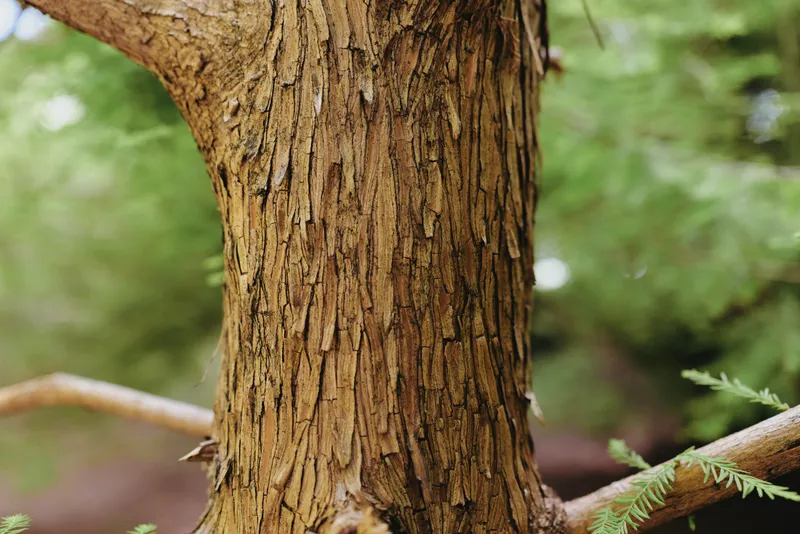 Tree bark trunk closeup texture wood with peeling fibrous bark in forest setting. Natural rough brown surface, detailed woody pattern, branches and green blur in shallow depth for study.