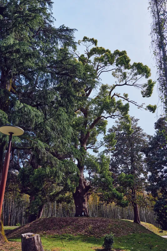 Tree in a green park with dense foliage and wide trunk against pale sky, natural sunlit landscape with grassy mound, surrounding trees and a vintage lamp beside a pathway.