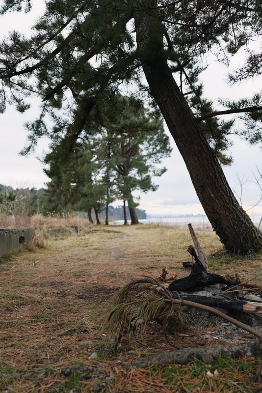 Trees, path, shoreline, forest, outdoor, landscape, water, nature, lake, scenery along a quiet lakeside trail with tall pines, fallen branches and a calm horizon under a soft sky