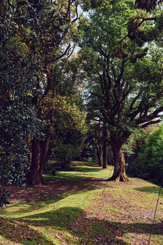 trees forest pathway sunlight shadows grass nature park, sunlit woodland corridor with mature trunks and dappled light on grassy ground, peaceful place for walking, relaxation and outdoor escape.
