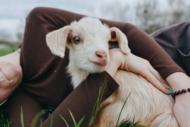 Young woman gently embraces a small white baby goat while lying on the grass in a relaxed outdoor lifestyle setting during a cloudy day.