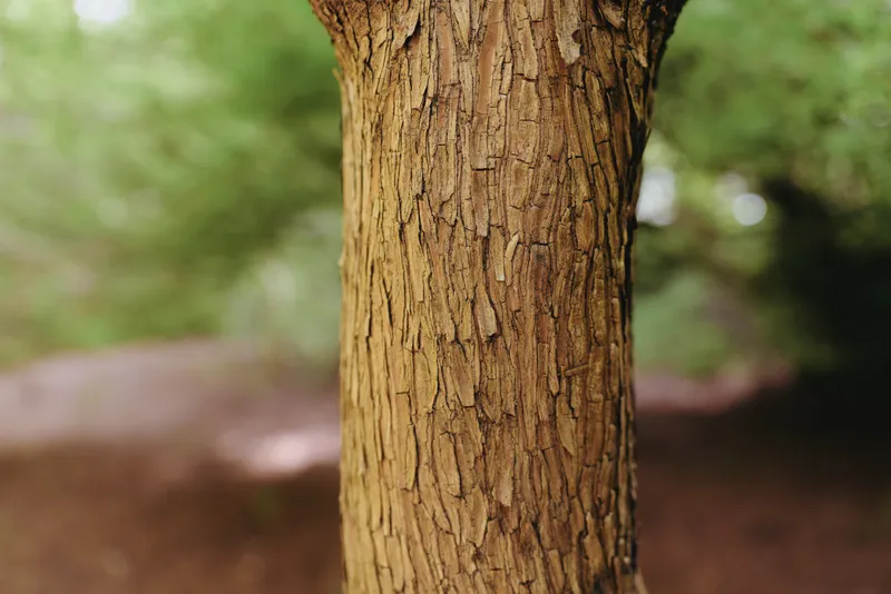 Tree bark trunk texture closeup nature forest wood in detailed vertical composition, shallow depth of field highlighting rough brown bark and blurred green woodland background.
