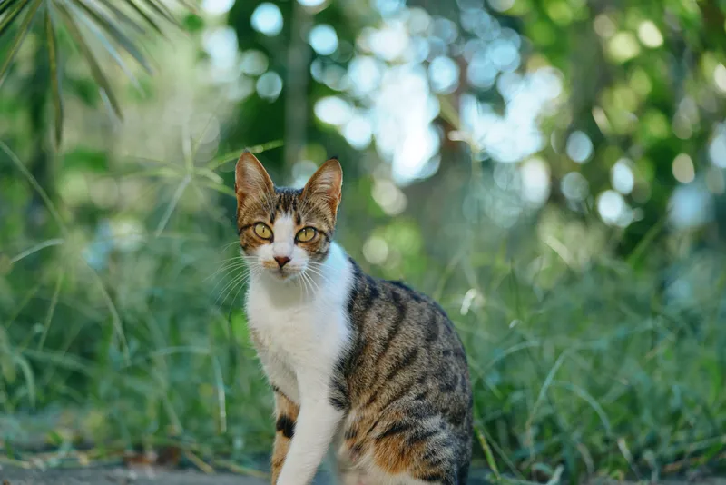 A curious cat sits outdoors in a sunlit garden, gazing toward the camera with attentive eyes, conveying playful calm and natural charm.