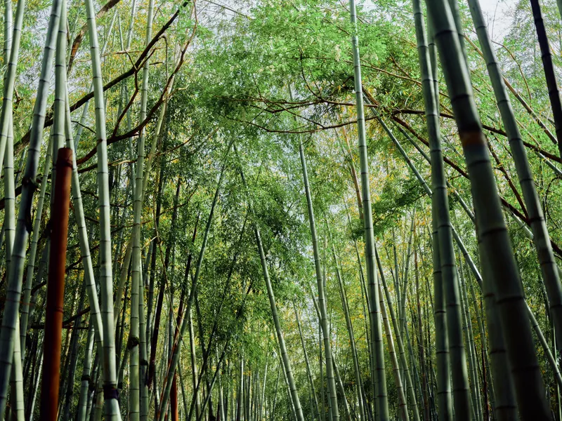 Bamboo forest grove with tall green stalks and dense canopy, sunlight filtering through leaves creating a tranquil vertical pattern and secluded natural pathway in lush woods.
