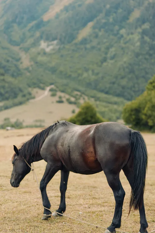 A dark horse stands in a grassy field with rolling hills and distant mountains under a clear sky, calm and grazing peacefully, conveying a serene rural moment.