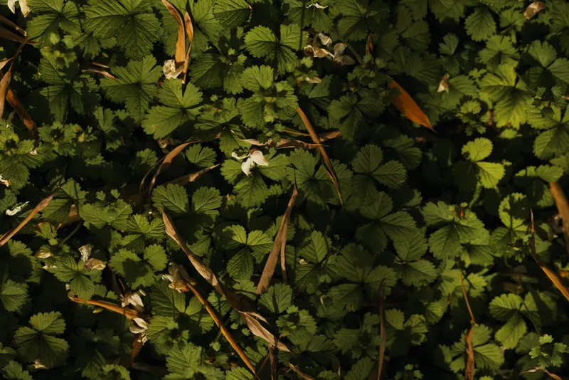 Groundcover leaves foliage nature forest green plants sunlight on woodland floor with small white blossoms and dry twigs, textured closeup of leafy carpet and dappled shadows.