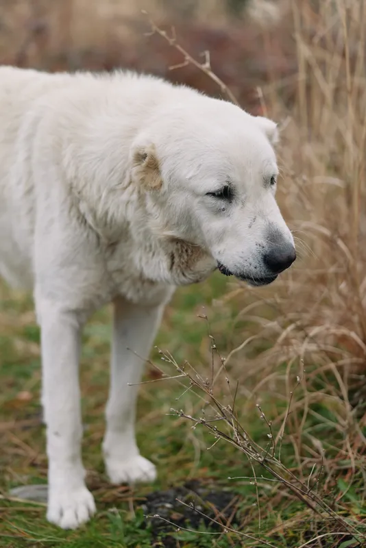 Dog, white, outdoor, grass, field, canine, with calm expression and soft fur, standing in tall grass on a quiet day, capturing a serene rural moment in nature