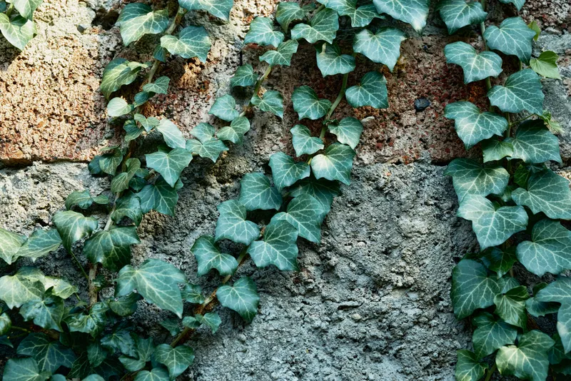 Ivy climbs a weathered wall, creating green vines, textured masonry, and natural contrast between foliage and stone, capturing rustic charm and garden texture.