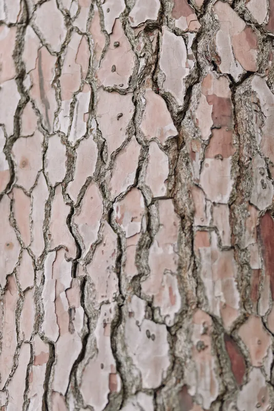 Close up of a cracked textured surface with pinkish stones and deep fissures, revealing rough pattern and natural rugged texture for artistic background