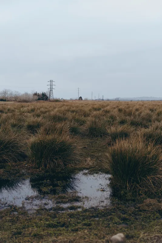 Landscape field with meadow grass and shallow muddy puddles beneath cloudy sky, rural countryside lifestyle outdoors, sparse shrubs, distant power lines, overcast nature atmosphere, open