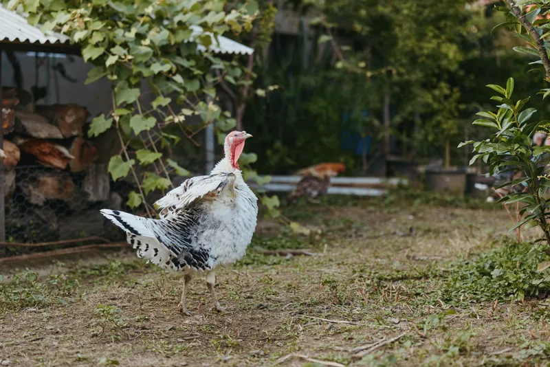 Adult white turkey on a farm yard, poultry bird walking through rustic rural homestead. Mature male turkey alert and curious among woodpile and garden for agricultural lifestyle imagery