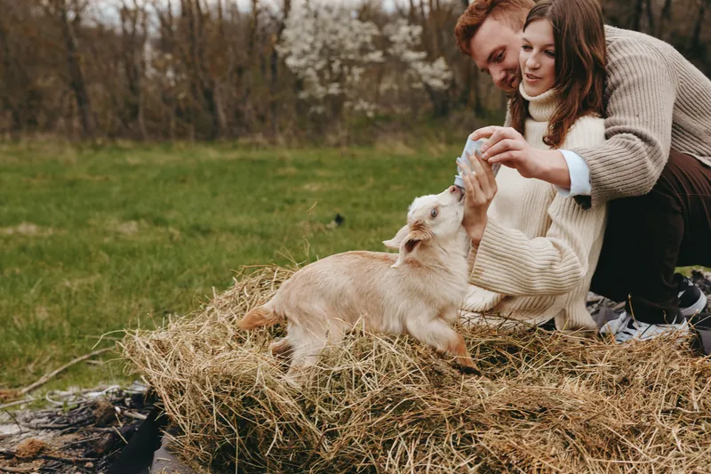 Goat kid with a couple in an outdoor farm setting, interacting over hay, a wholesome lifestyle moment, rural charm, warm, gentle mood, candid scene showing care and curiosity, natural textures, soft