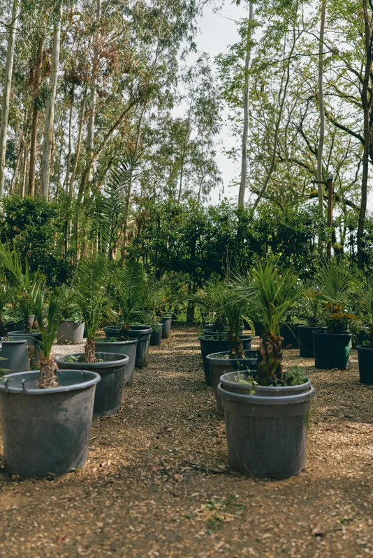 Plants in pots at a nursery garden with potted palms arranged in neat rows outdoor among tall trees. Rustic soil path and green foliage show nursery stock ready for landscaping projects.