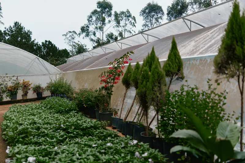 Greenhouse with vibrant plants and blooming flowers, showcasing a healthy gardening concept, rich green hues, and sustainable practices, ideal for nature enthusiasts