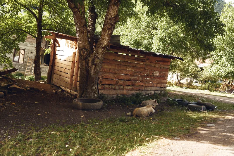 Rural cabin scene with a rustic wooden shed, trees around, and a sunlit yard where animals rest, conveying a calm outdoor atmosphere and gentle sounds