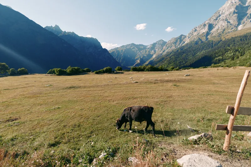 Cow grazing in a mountain meadow and pasture in a wide valley field, rural landscape with green grass, sunlight and scattered fence posts under clear blue sky.