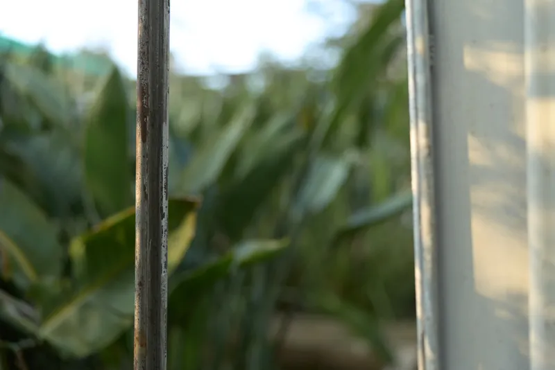 metal gate, garden, tropical plants, closeup: rusty metal gate frame in sunny backyard garden with blurred banana leaves, shallow depth, rustic texture, calm outdoor lifestyle scene.