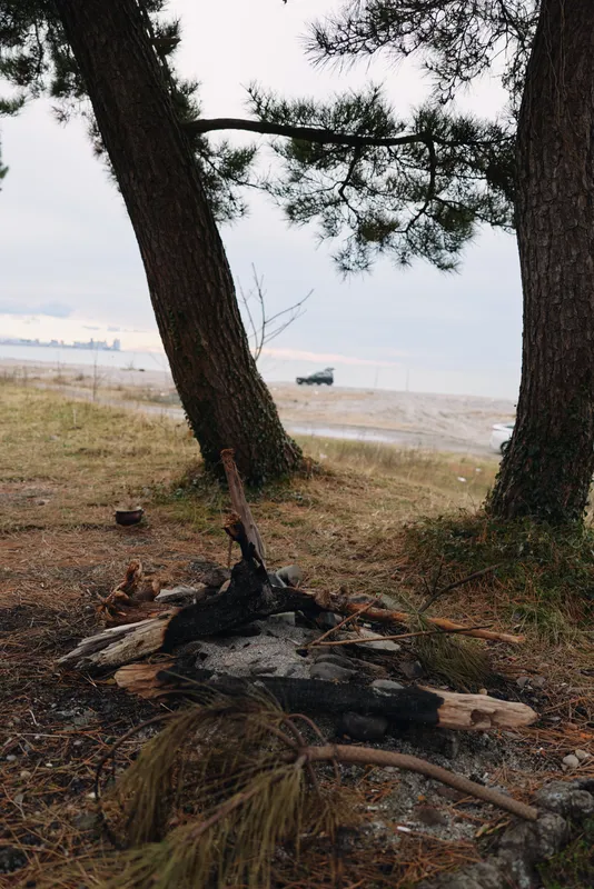 Coastal landscape with trees framing a burned ground area beside a calm beach, driftwood and sand along the shoreline under a wide sky, inviting quiet reflection and nature.