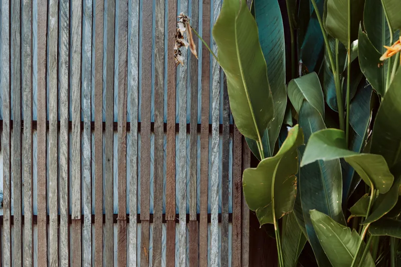 Close up of a weathered wooden fence beside lush green leaves, sunlight highlighting textures and creating a calm, natural outdoor vibe with soft shadows and quiet atmosphere