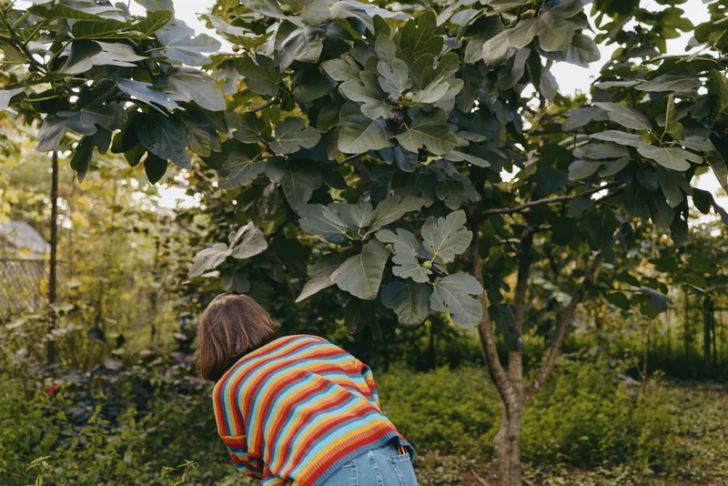 Woman in a colorful striped sweater gardening under a large backyard tree, bending to harvest and inspect dense foliage and fruit, casual jeans and hands among leaves in a peaceful nature scene.