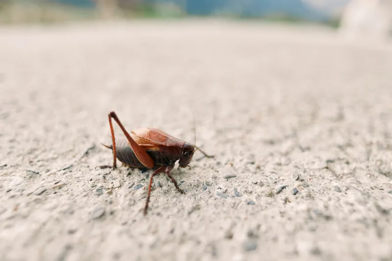 Cricket insect closeup on rough concrete surface, brown macro view of a grasshopper-like bug. Outdoor nature photo with shallow focus showing antenna, legs and textured pavement detail.