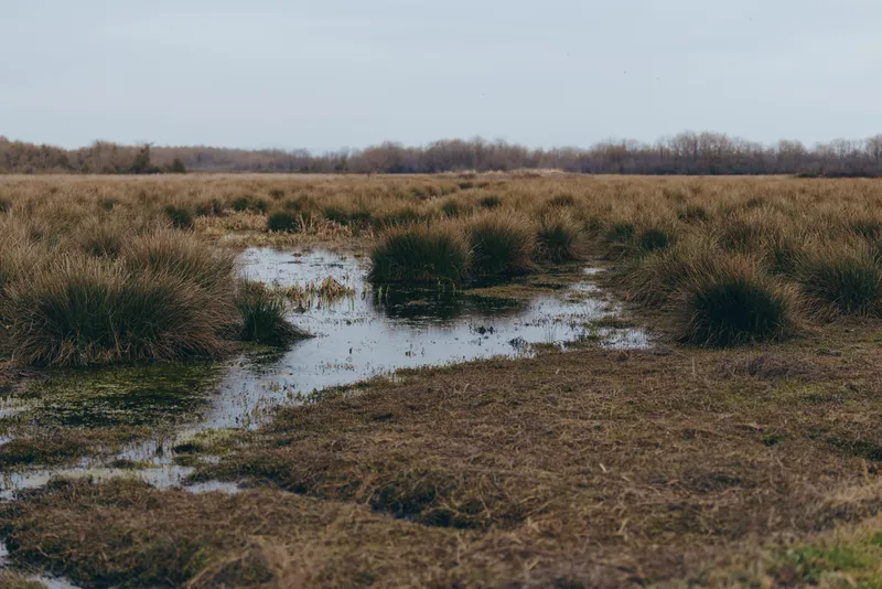 Wetland marsh landscape with water channels through grasses, outdoors nature scenery under cloudy sky, calm ecological environment in a rural field, peaceful lifestyle, wide horizon