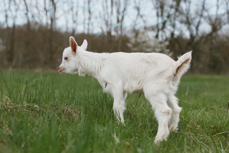 Goat kid exploring a grassy field outdoors, white fur, gentle breeze, sunlight on fur, curious posture, rustic countryside backdrop, relaxed and peaceful mood.