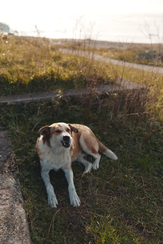 Dog resting outdoors on a grassy slope at sunset, calm and peaceful, capturing a moment of companionship and warm natural light on fur in a rural setting.