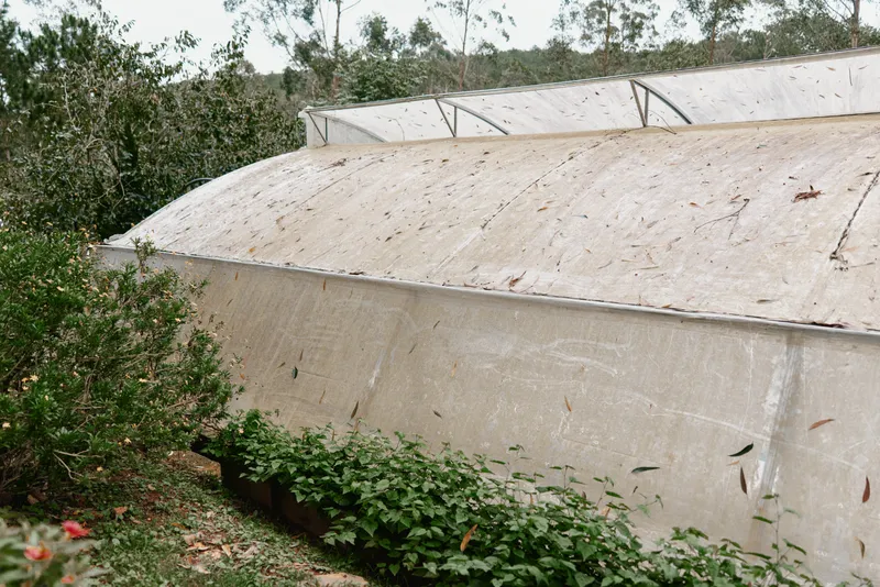 Rustic greenhouse with weathered plastic covering and vibrant greenery in the foreground, showcasing sustainable gardening and nature s resilience