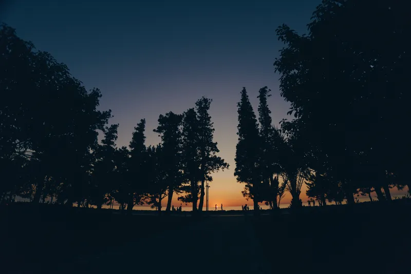 Sunset silhouette of tall trees against a colorful evening sky with deep blue and orange hues creating a peaceful outdoor scene.