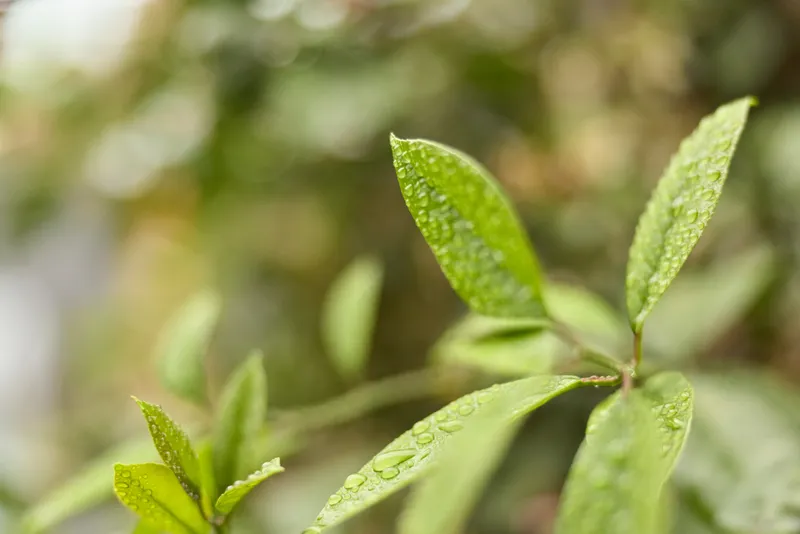 Close up of green leaves with water droplets, a calm nature moment highlighting freshness and growth, a simple outdoor scene suitable for lifestyle and wellbeing themes